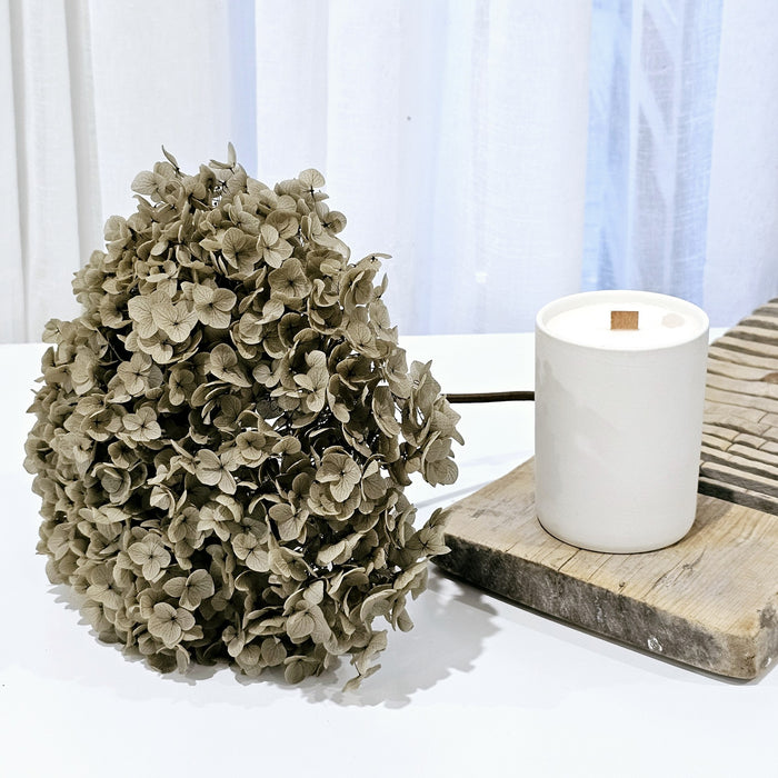 Preserved Hydrangea | Mocha