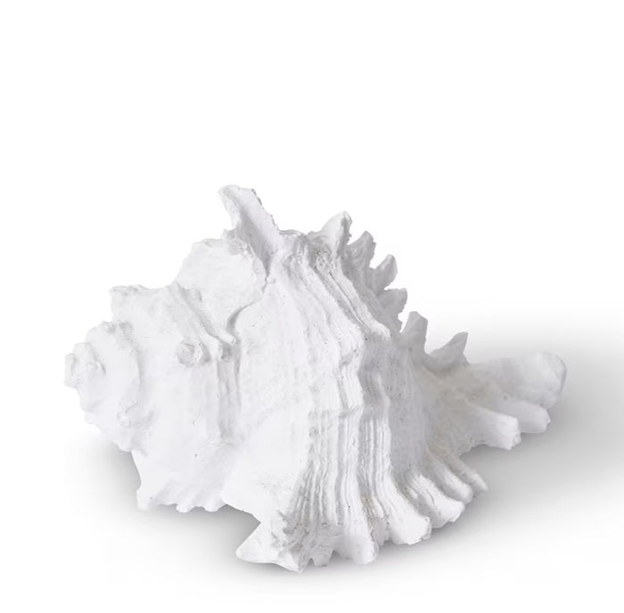 White Murex Shell