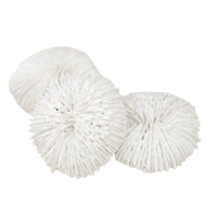 Fungia Coral | White