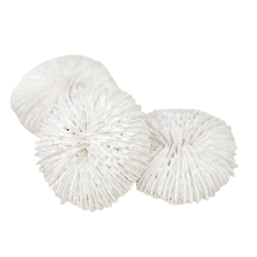 Fungia Coral | White