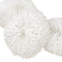 Fungia Coral | White