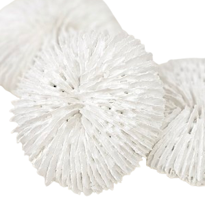 Fungia Coral | White