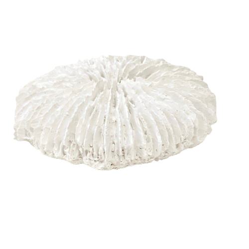 Fungia Coral | White