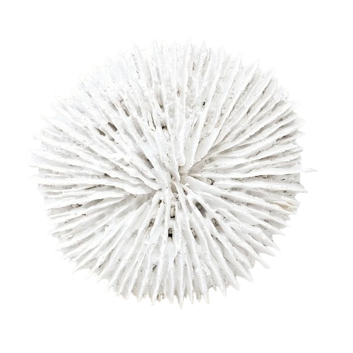 Fungia Coral | White