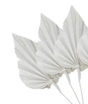 Preserved Palm Leaf Set of 5 | Spade | White
