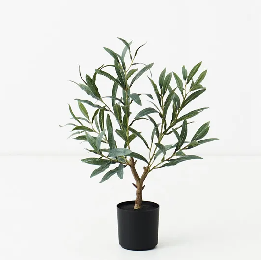 Olive Tree | 50 cm