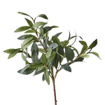 Olive Stem Spray