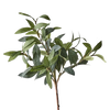 Olive Stem Spray