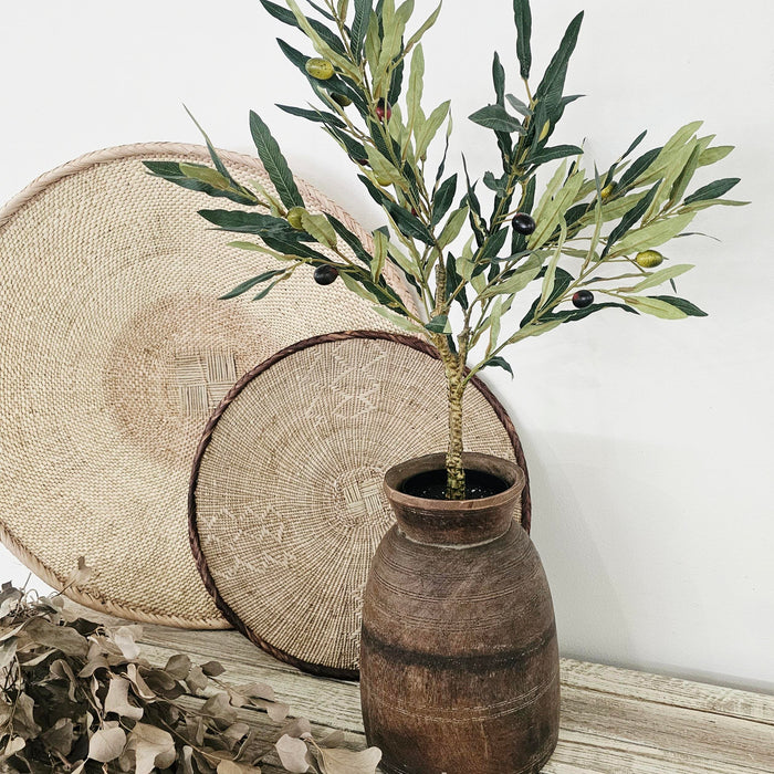 Olive Tree with Fruit | 60 cm