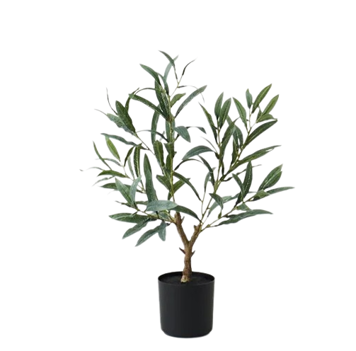 Olive Tree | 50 cm