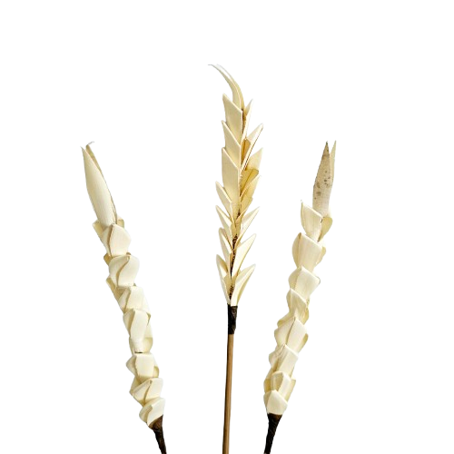 Palm Leaf Stem | Bleached