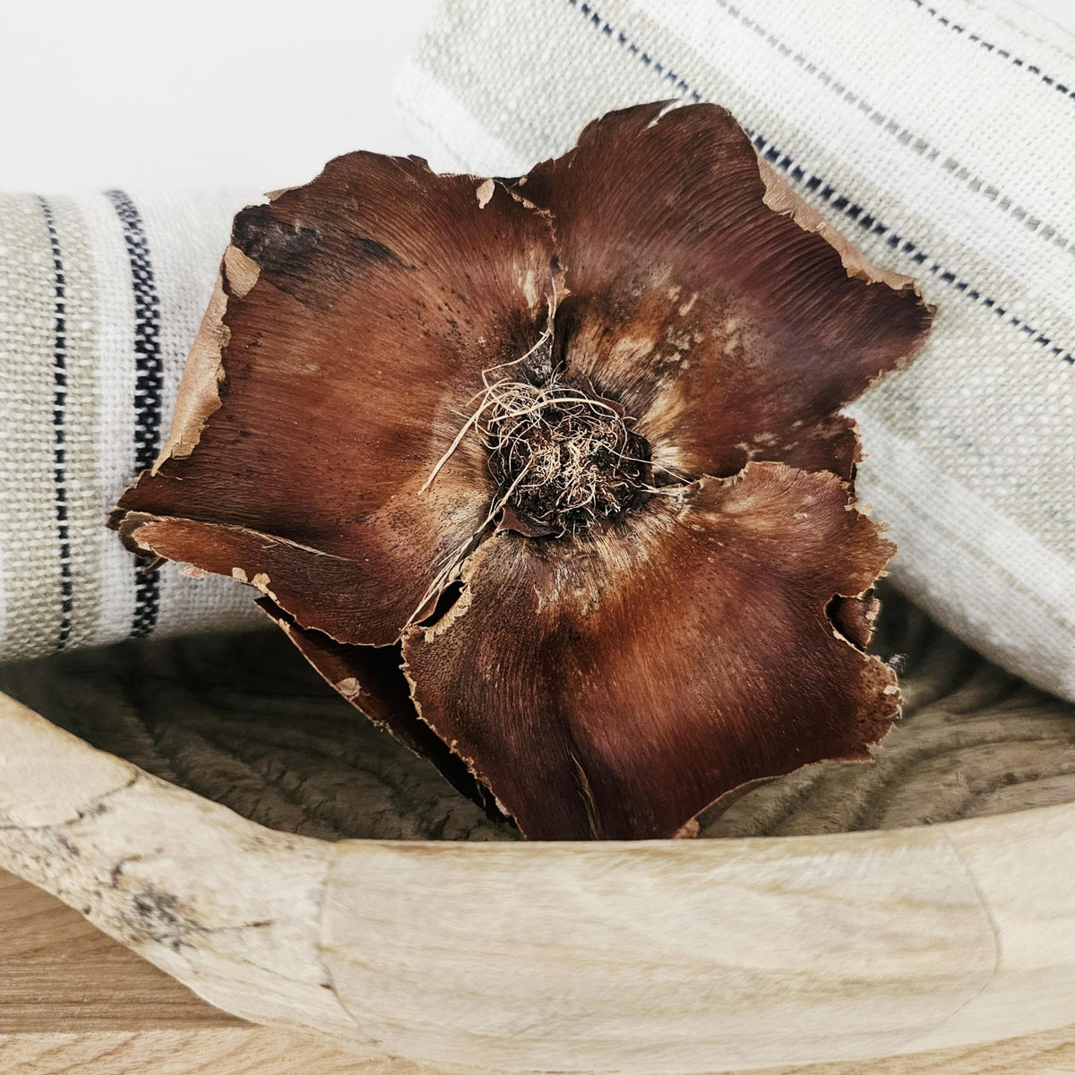 Preserved Palm Cap | Natural
