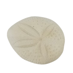 Puffer Sand Dollar Shell
