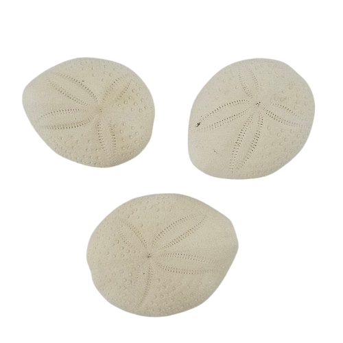 Puffer Sand Dollar
