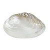 Rivershell Natural Sea Shell.