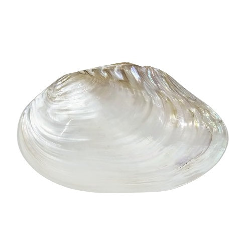 Rivershell Natural Sea Shell.