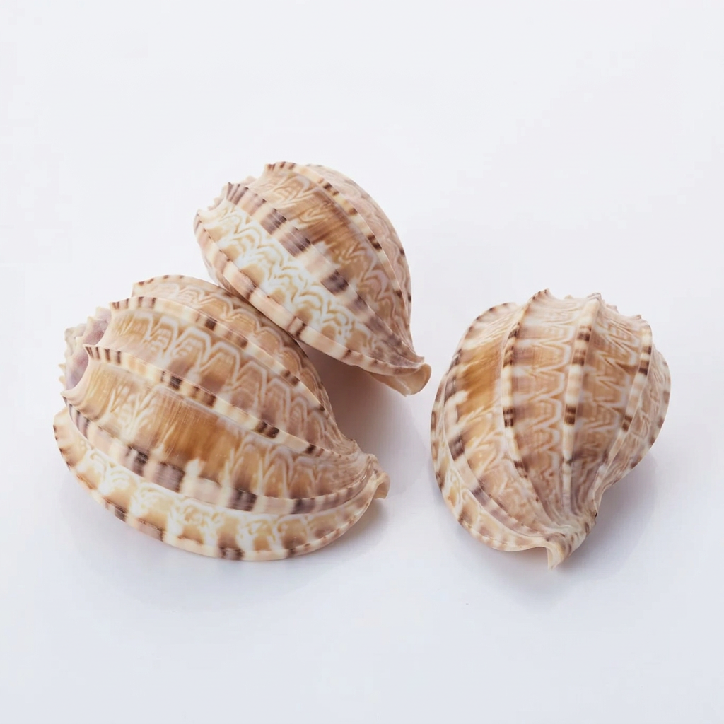 Harpa Davidis Natural Sea Shell