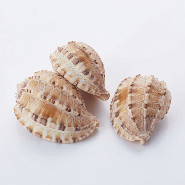 Harpa Davidis Natural Sea Shell