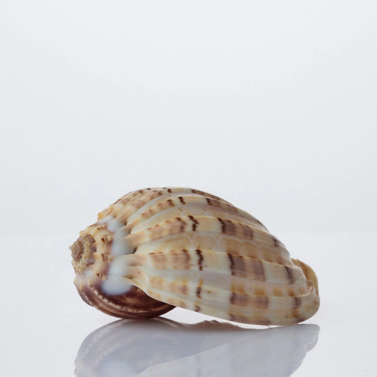 Harpa Davidis Natural Sea Shell