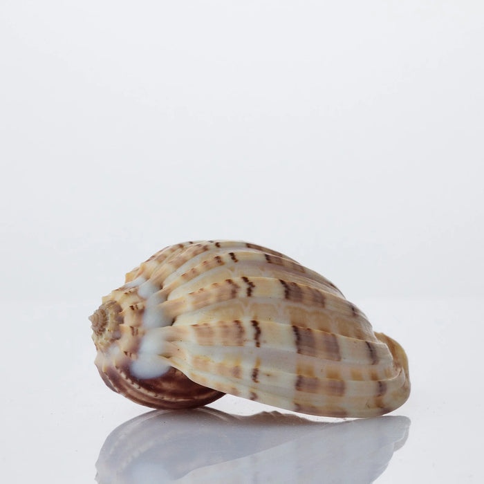 Harpa Davidis Natural Sea Shell