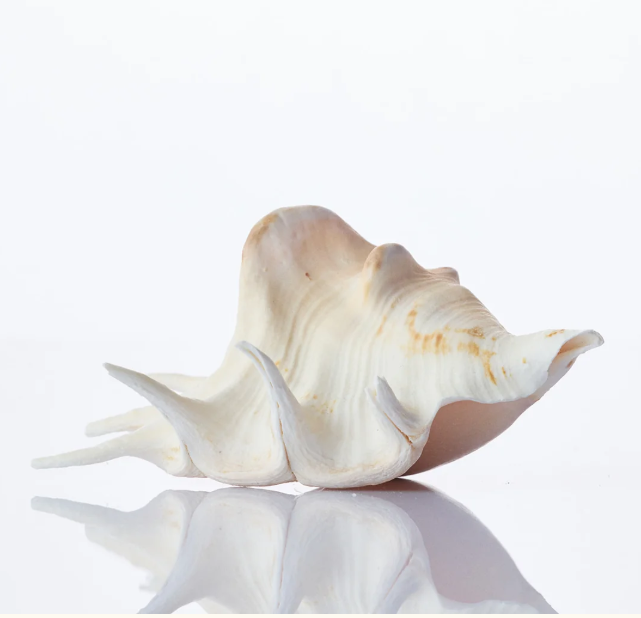 Lambis Sea Shell