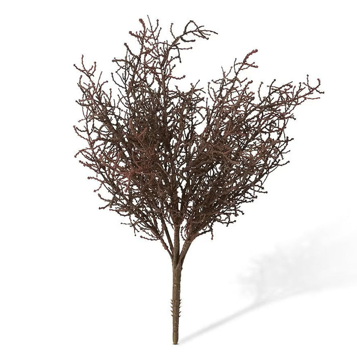Santolina Bush Stem Brown