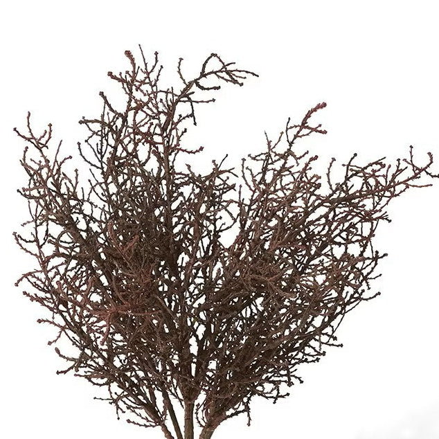 Santolina Bush Stem | Brown
