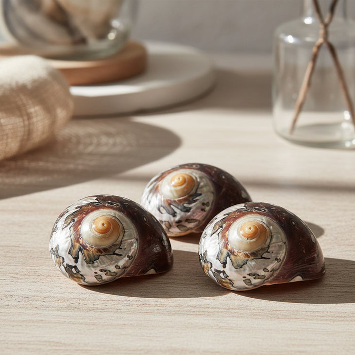 Sea shell for coastal decoration