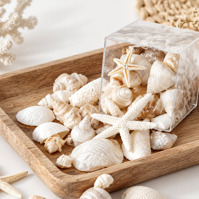 Mixed box sea shells