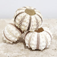 Sputnik Latte Sea Urchin