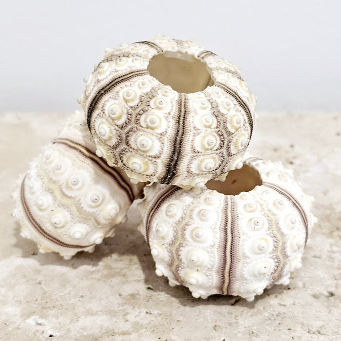 Sputnik Latte Sea Urchin
