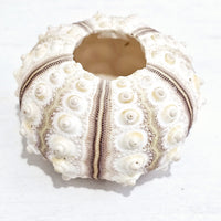 Sputnik Latte Sea Urchin