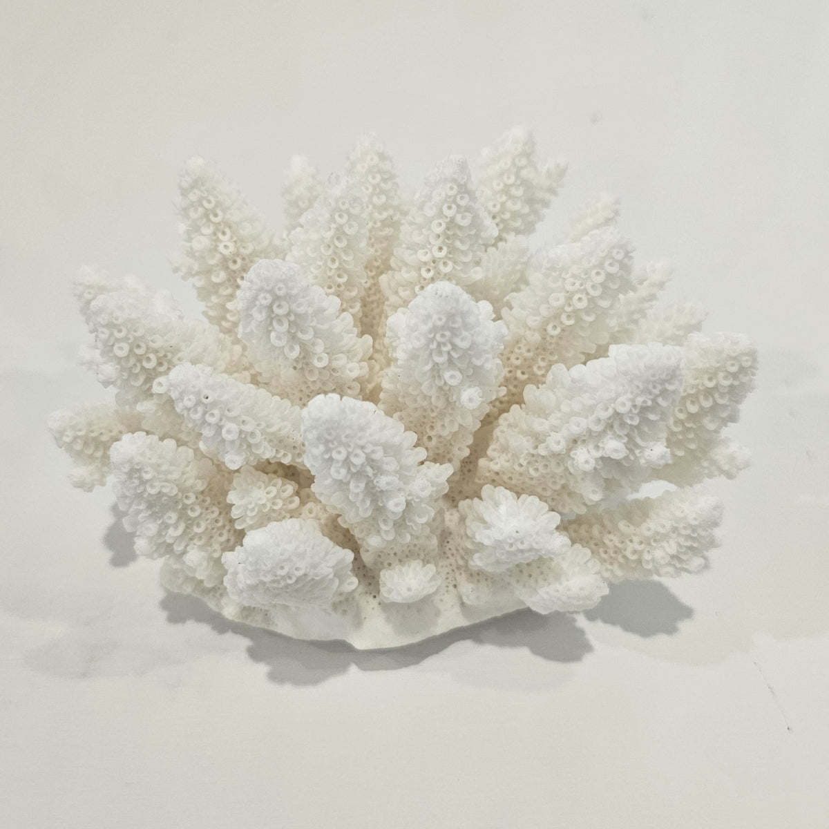 Great Barrier Reef Finger Coral Sustainably harvested