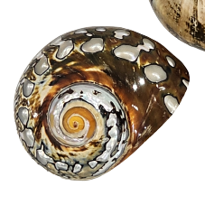 Turbo Samarticus Polished Natural Shell