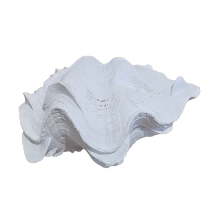 White Resin Clam Shell