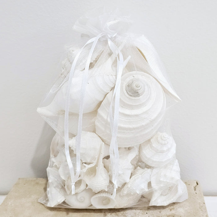 Bag of Premium  White Sea Shells
