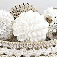 Waikiki Shell Ball | Clamrose White