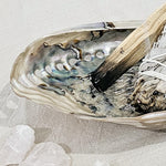 Abalone Midae Pearlised Sea Shell 14 cm