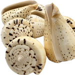 Conus Betulinus Natural Sea Shell