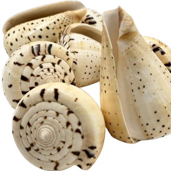 Conus Betulinus Natural Sea Shell