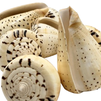 Conus Betulinus Natural Sea Shell