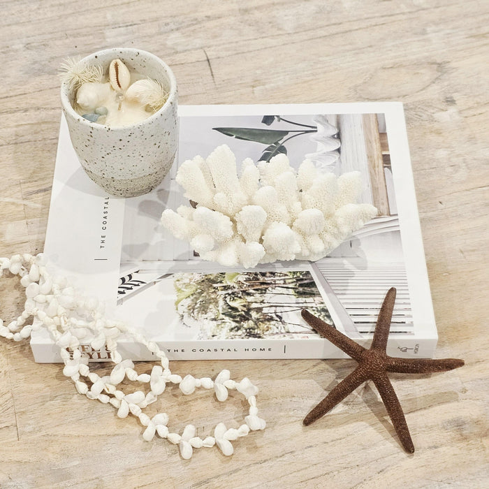 Great Barrier Reef Finger Coral Sustainably harvested