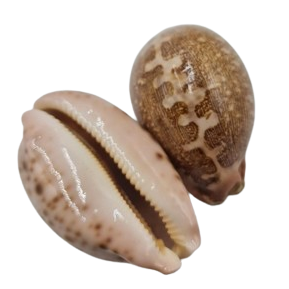 Cyprea Mappa Natural Sea Shell