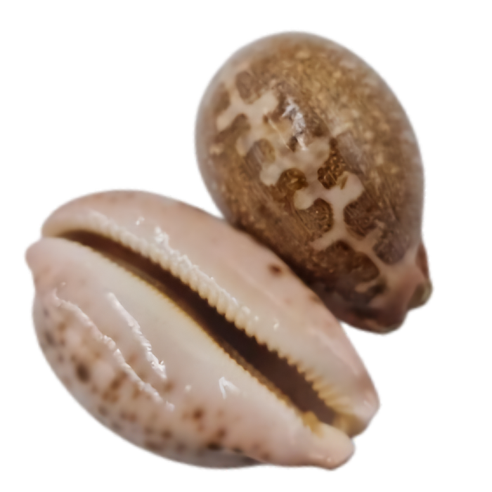 Cyprea Mappa Natural Sea Shell