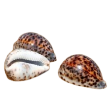 Cyprea Tigris Natural Sea Shell Tan