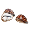 Cyprea Tigris Natural Sea Shell Tan