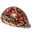 Cyprea Tigris Natural Sea Shell Tan