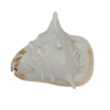 Seconds | Large Cassis Cornuta Helmet Conch Shell