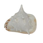 Seconds | Large Cassis Cornuta Helmet Conch Shell