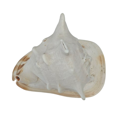 Seconds | Large Cassis Cornuta Helmet Conch Shell